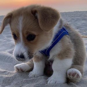 Meet your Posher, Chris